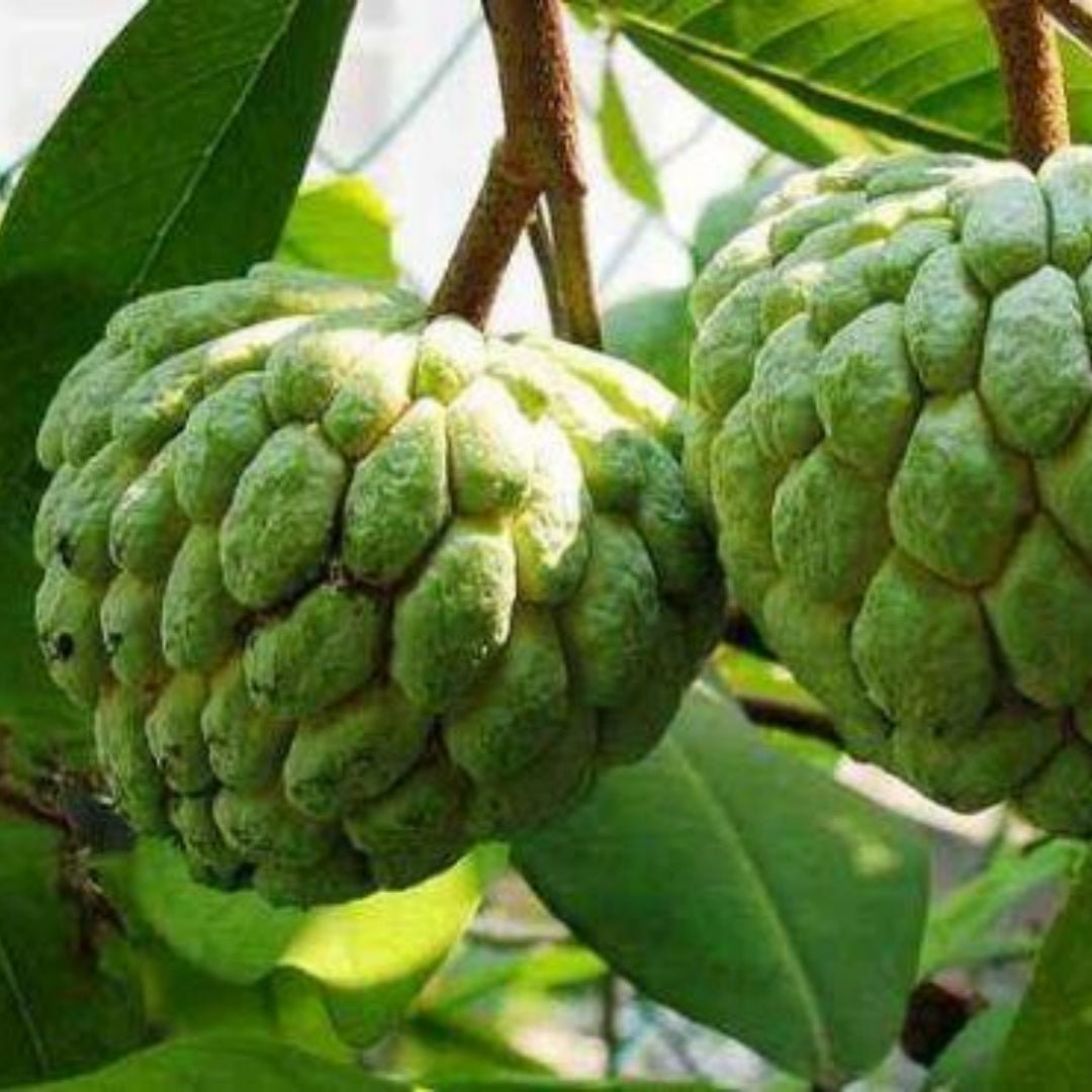 Annona Squamosa Sugar Apple Seeds - Custard Apple Seeds(2pcs)