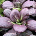 Purple Pak Choy SEEDS | Purple Pak Choi, Purple Bok Choy SEEDS | Non-GMO, Organic | Treevales(40 Seeds)