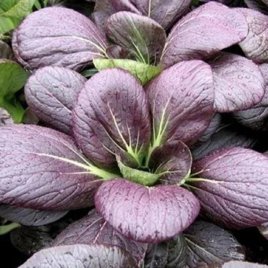 Purple Pak Choy SEEDS | Purple Pak Choi, Purple Bok Choy SEEDS | Non-GMO, Organic | Treevales(40 Seeds)