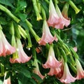 24/120/240 Seeds | Pink Angel’s Trumpet Datura Seeds, Fragrant Night Blooms, Exotic Double Flowers for Tropical  Moon Gardens(24 Seeds)