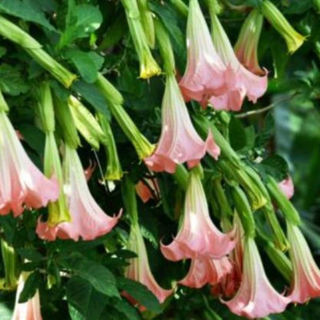 24/120/240 Seeds | Pink Angel’s Trumpet Datura Seeds, Fragrant Night Blooms, Exotic Double Flowers for Tropical  Moon Gardens(24 Seeds)
