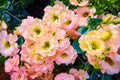 200/1000/2000 Mixed Colors LISIANTHUS Eustoma Grandiflorum Bluebell Gentian Flower Seeds(200 Seeds)