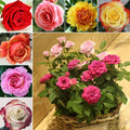 6/30/60 Seeds | Moss Rose Double Mix Color Seeds, Portulaca Grandiflora, Heat-Tolerant Ground Cover, Drought-Resistant Flower Seeds(6 Seeds)