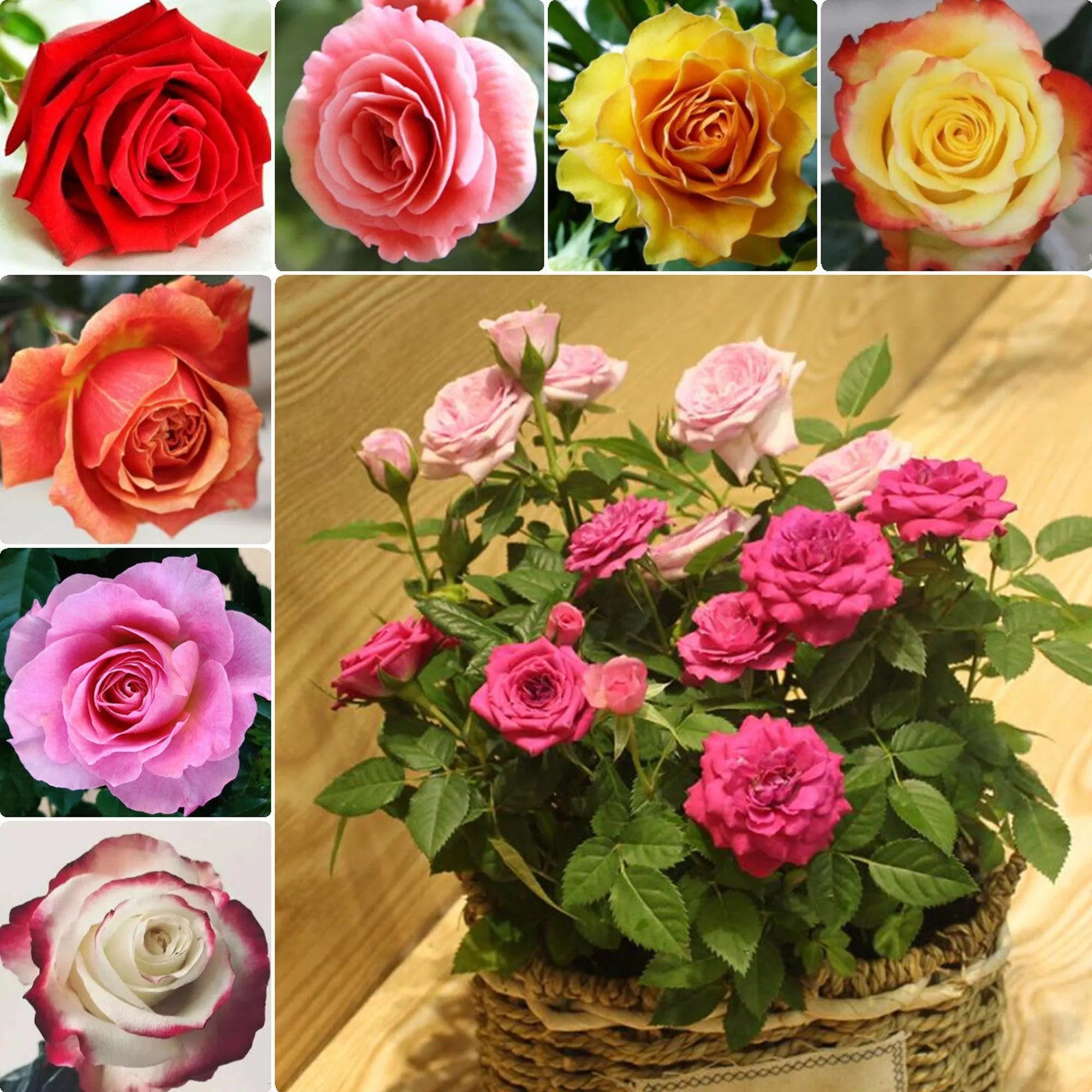 6/30/60 Seeds | Moss Rose Double Mix Color Seeds, Portulaca Grandiflora, Heat-Tolerant Ground Cover, Drought-Resistant Flower Seeds(6 Seeds)