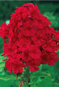 Phlox Mountain Scarlet Beauty Seeds Heirloom USA NJ Seller check my store for largest selection(10 Seeds)