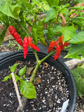 Pepper Traditional chili peppers Tibetan Lhasa seeds 4/20/40(4 Seeds)