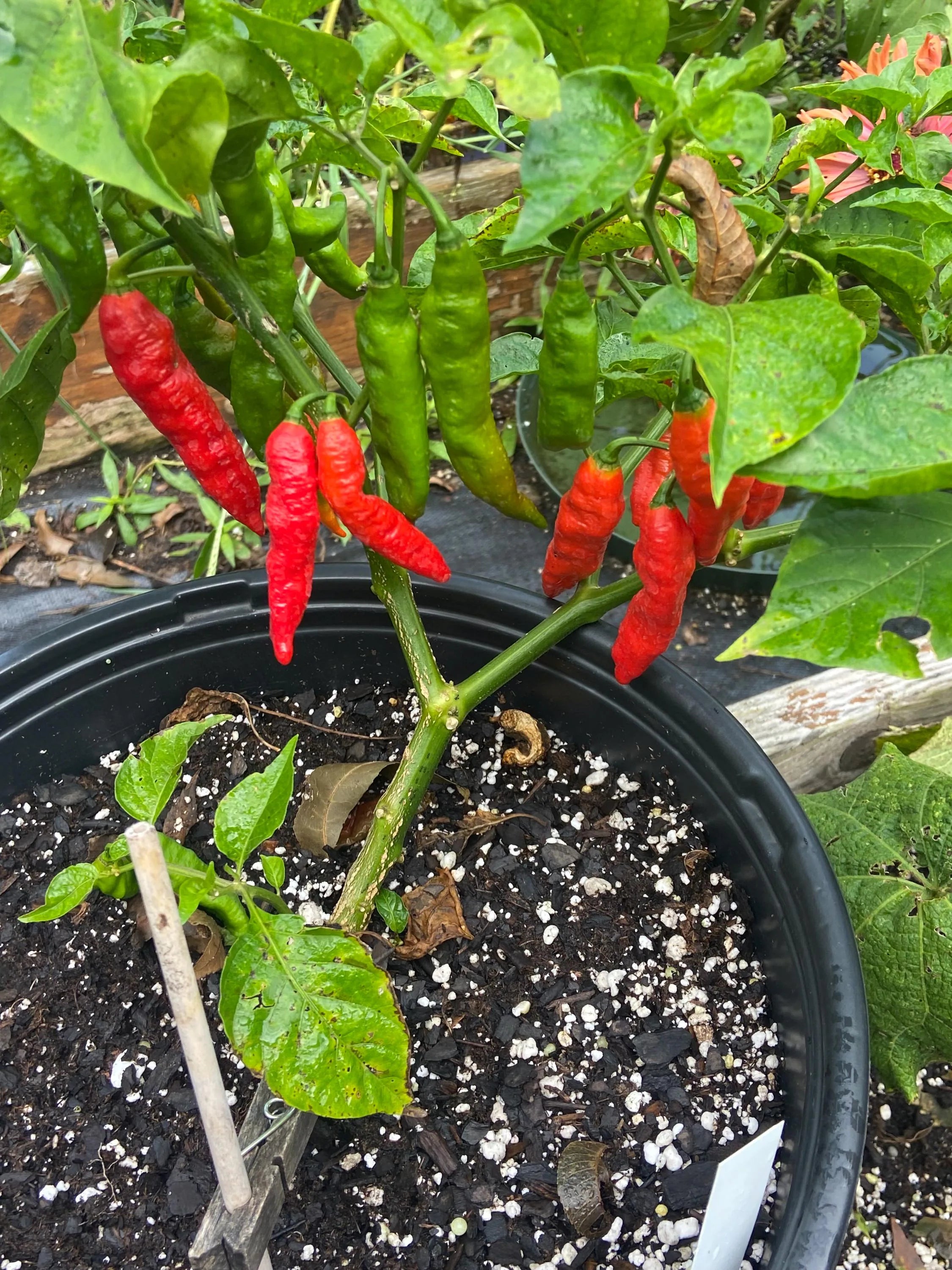 Pepper Traditional chili peppers Tibetan Lhasa seeds 4/20/40(4 Seeds)