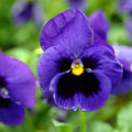 Deep Blue Delta Pansy Seeds - Cold Resistant - Open-Pollinating - Self-Pollinating - Draft Resistant - Plant in late Summer/Spring(10 Seeds)