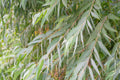 Eucalyptus lemon bush seeds 10/50/100(10 Seeds)