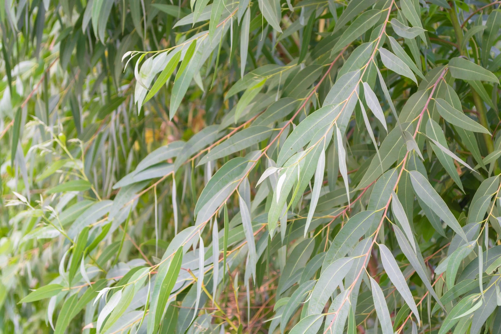 Eucalyptus lemon bush seeds 10/50/100(10 Seeds)