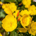 Evening Primrose Seeds - 40/200/400 Pcs Annual, Hardy, Easy to Grow  Low Maintenance Flower Seeds for Planting Vibrant Soft Yellow Blooms, for Containers, Borders  Erosion Control(40PCS)