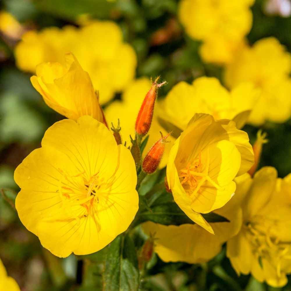 Evening Primrose Seeds - 40/200/400 Pcs Annual, Hardy, Easy to Grow  Low Maintenance Flower Seeds for Planting Vibrant Soft Yellow Blooms, for Containers, Borders  Erosion Control(40PCS)