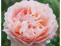 Princesse Charlene de Monaco Rose Seeds  - Perennial - Authentic Seeds - Flowers - Easy To Grow - Climbing - Rose Garden(1 Seeds)