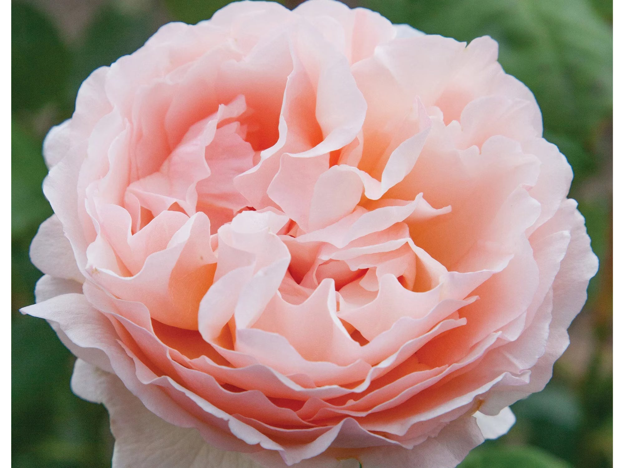 Princesse Charlene de Monaco Rose Seeds  - Perennial - Authentic Seeds - Flowers - Easy To Grow - Climbing - Rose Garden(1 Seeds)