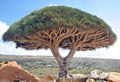 Dragon’s Blood Tree Seeds | 20/100/200 Exotic Dracaena Draco | Bonsai Palm(20 Seeds)