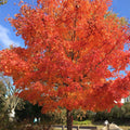 Shantung Maple Tree (Acer Truncatum) Seeds(4 Seeds)