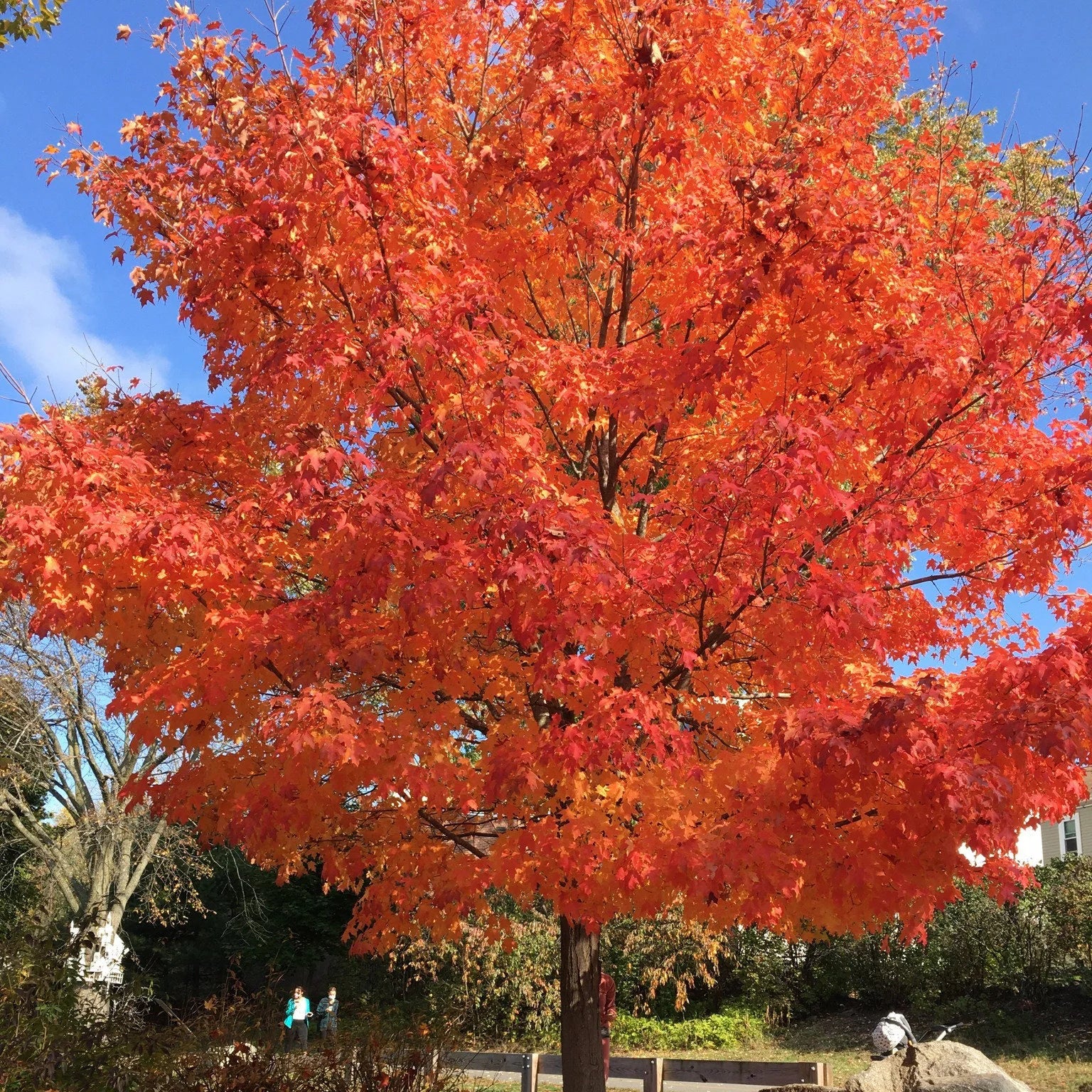 Shantung Maple Tree (Acer Truncatum) Seeds(4 Seeds)
