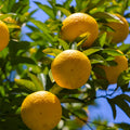 2/10/20 Seeds| Yuzu Citrus Seeds - Fragrant Lemon Tree Seeds - Japanese Yuzu Plant - Hardy Fruit Seeds - Grow Lemon Indoors Or Outdoors(2 Seeds)