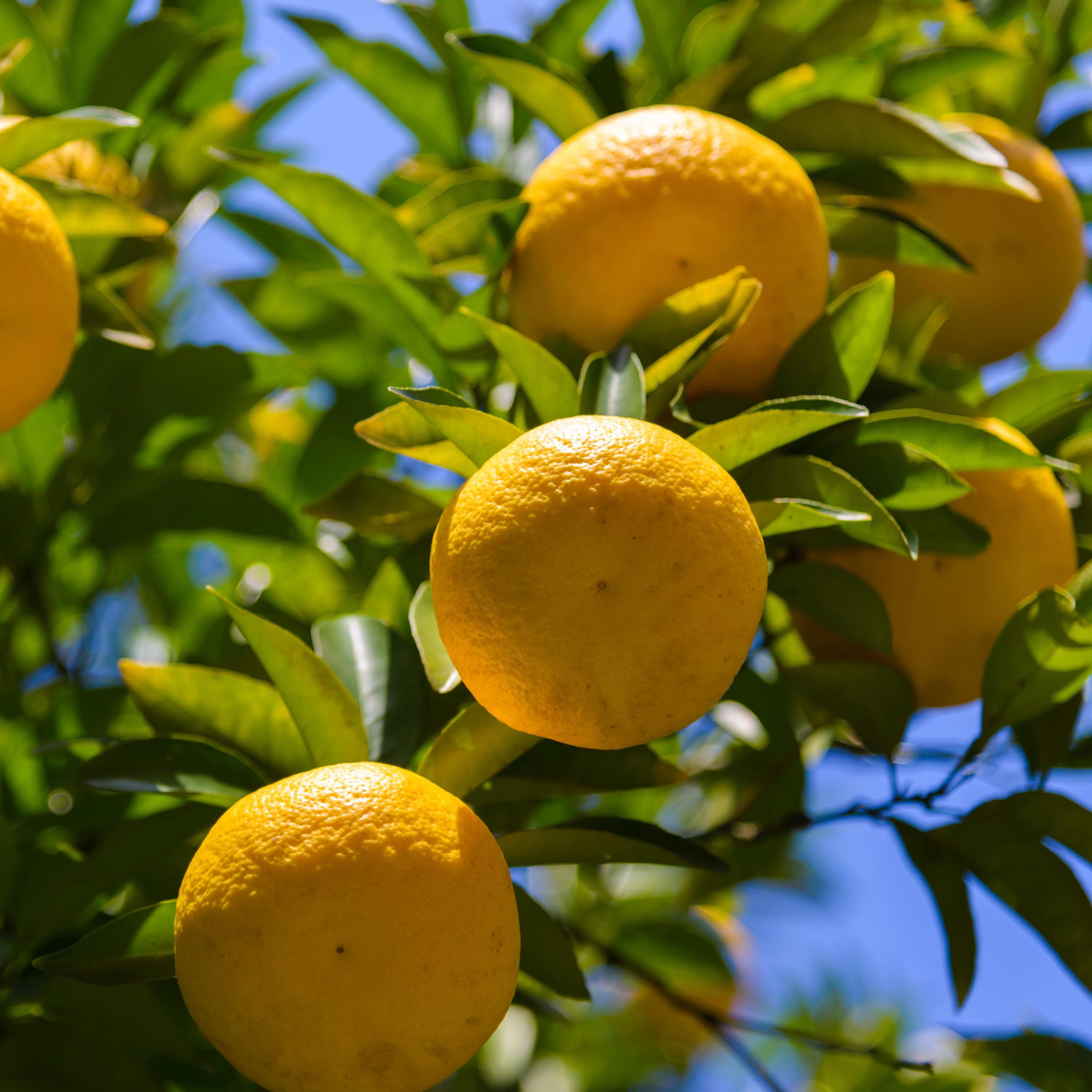 2/10/20 Seeds| Yuzu Citrus Seeds - Fragrant Lemon Tree Seeds - Japanese Yuzu Plant - Hardy Fruit Seeds - Grow Lemon Indoors Or Outdoors(2 Seeds)