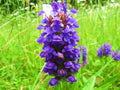 10/50/100 HEAL ALL Self Heal Prunella Vulgaris Purple Herb Flower Seeds(10 Seeds)