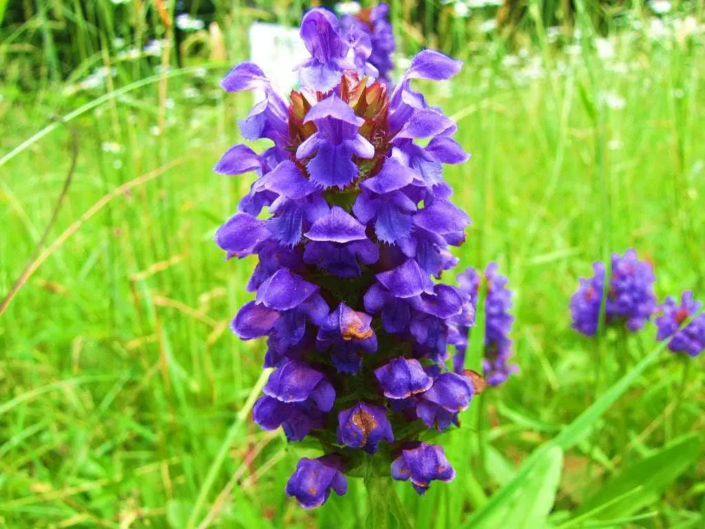 10/50/100 HEAL ALL Self Heal Prunella Vulgaris Purple Herb Flower Seeds(10 Seeds)