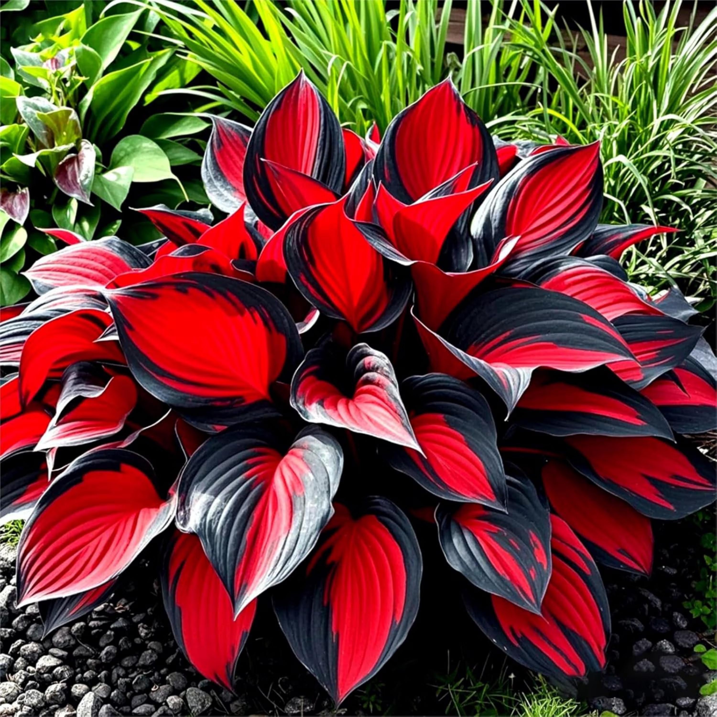 40/200/400 Black Red Hosta Seeds – Rare Perennial Shade Plant – Non-GMO Easy Grow Outdoor Seeds(40 Seeds)
