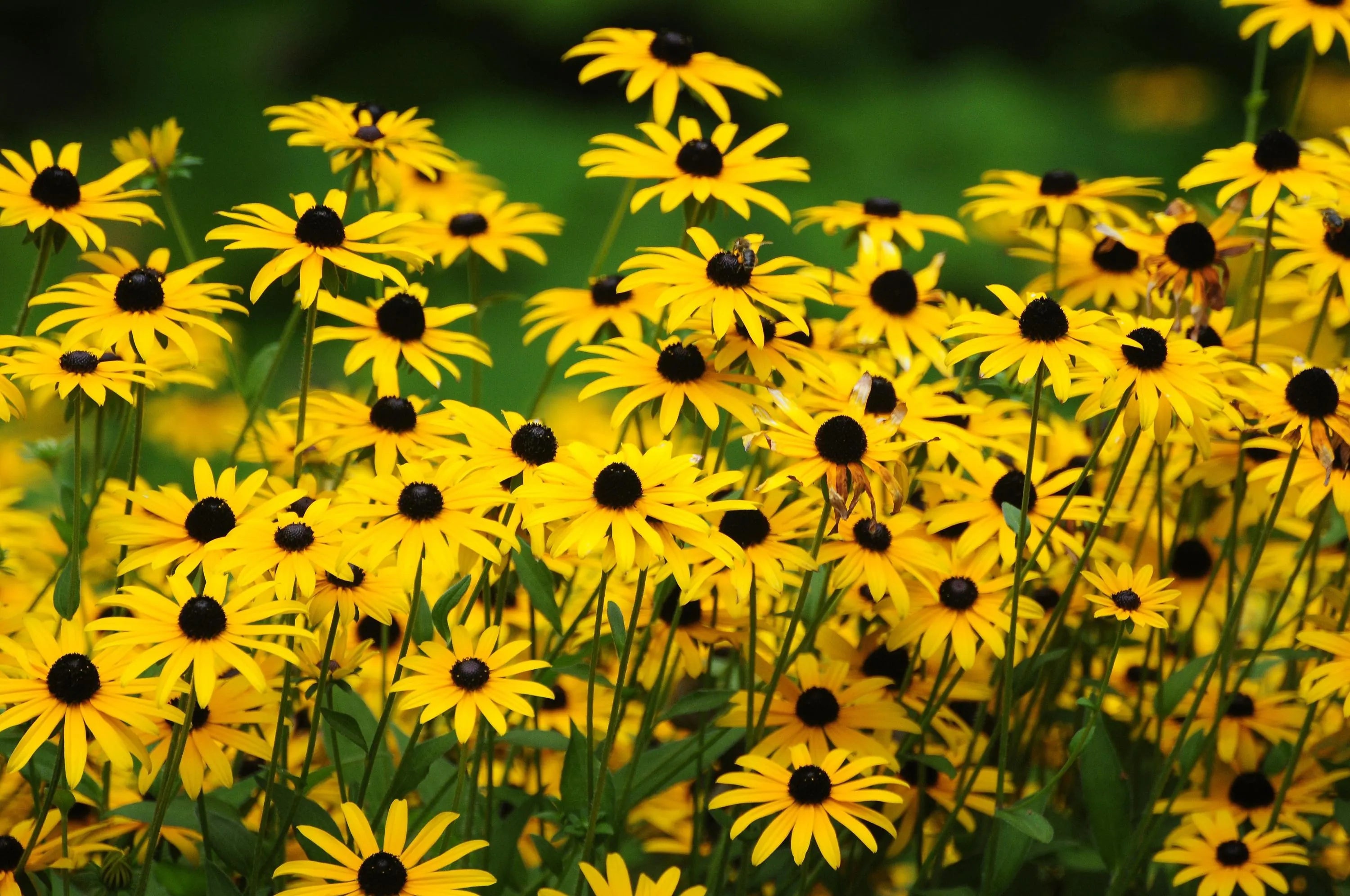 200/1000/2000 BLACK EYED SUSAN Rudbeckia Hirta Yellow Heirloom Native Flower Seeds(200 Seeds)