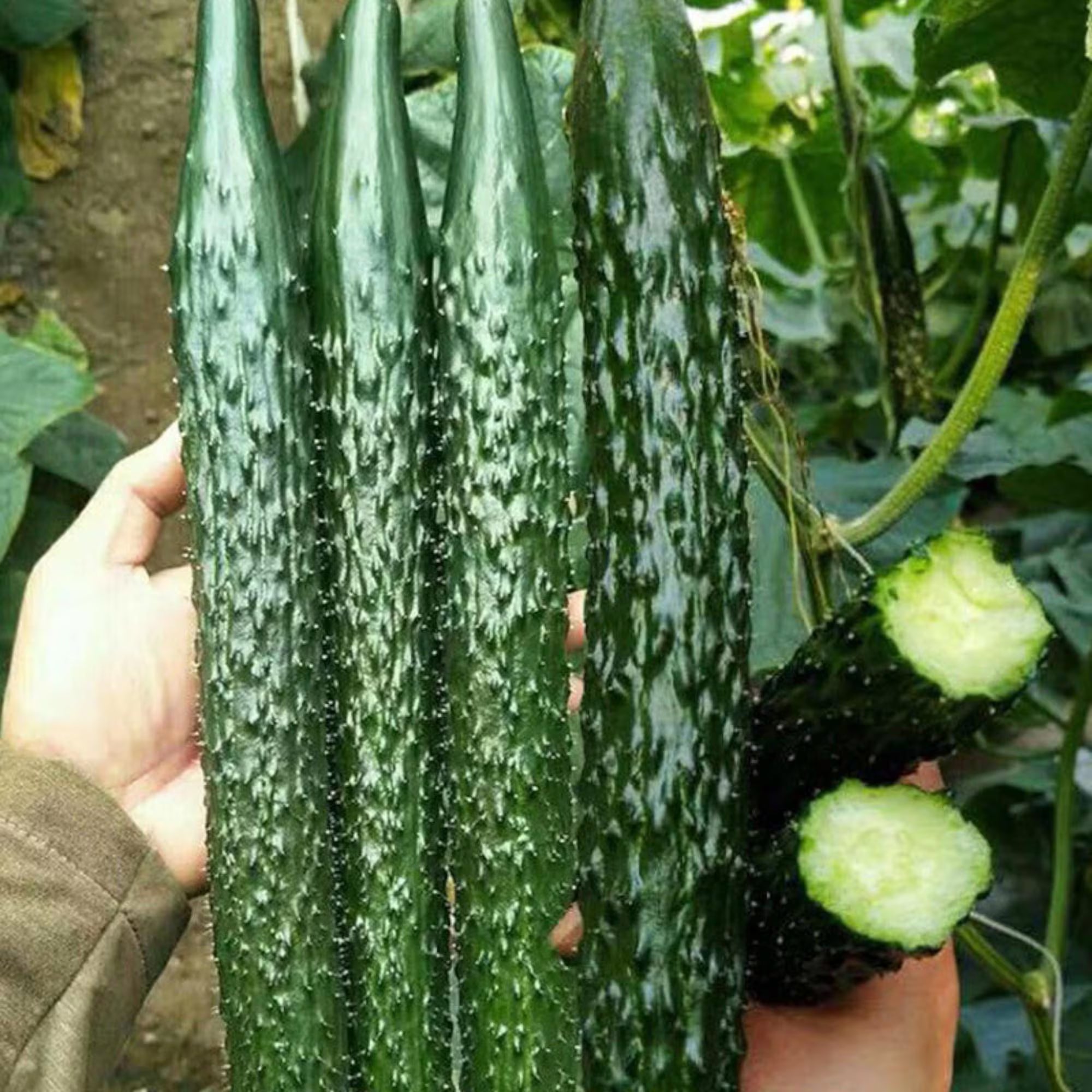 6/30/60pcs Asian Suyo Long Cucumber Seeds – Heirloom, Non-GMO China Long Hybrid – Complete Growing Guide Included(6 Seeds)