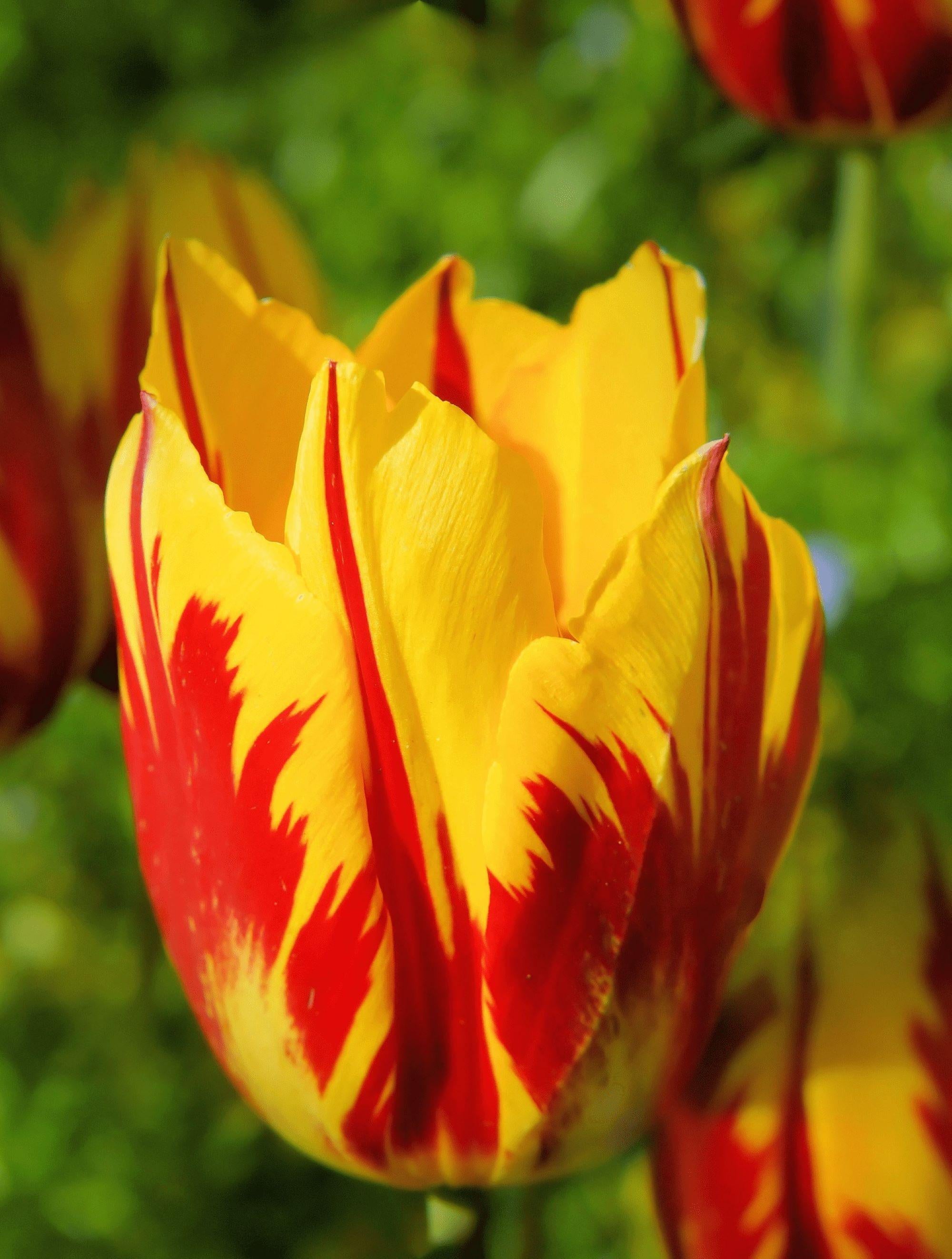 20/100/200 Fire Tulip Seeds Flower Plant (much less money than bulbs) - FRESH SEEDS - Limited Supply - Order Soon - Thank You(20 Seeds)