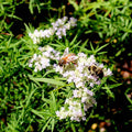Virginia Mountain Mint ~Pycnanthemum virginianum~ Eastern Native ~ Hardy Perennial ~ Pollinator Magnet ~ Aromatic Herb ~ Long-blooming(20 Seeds)