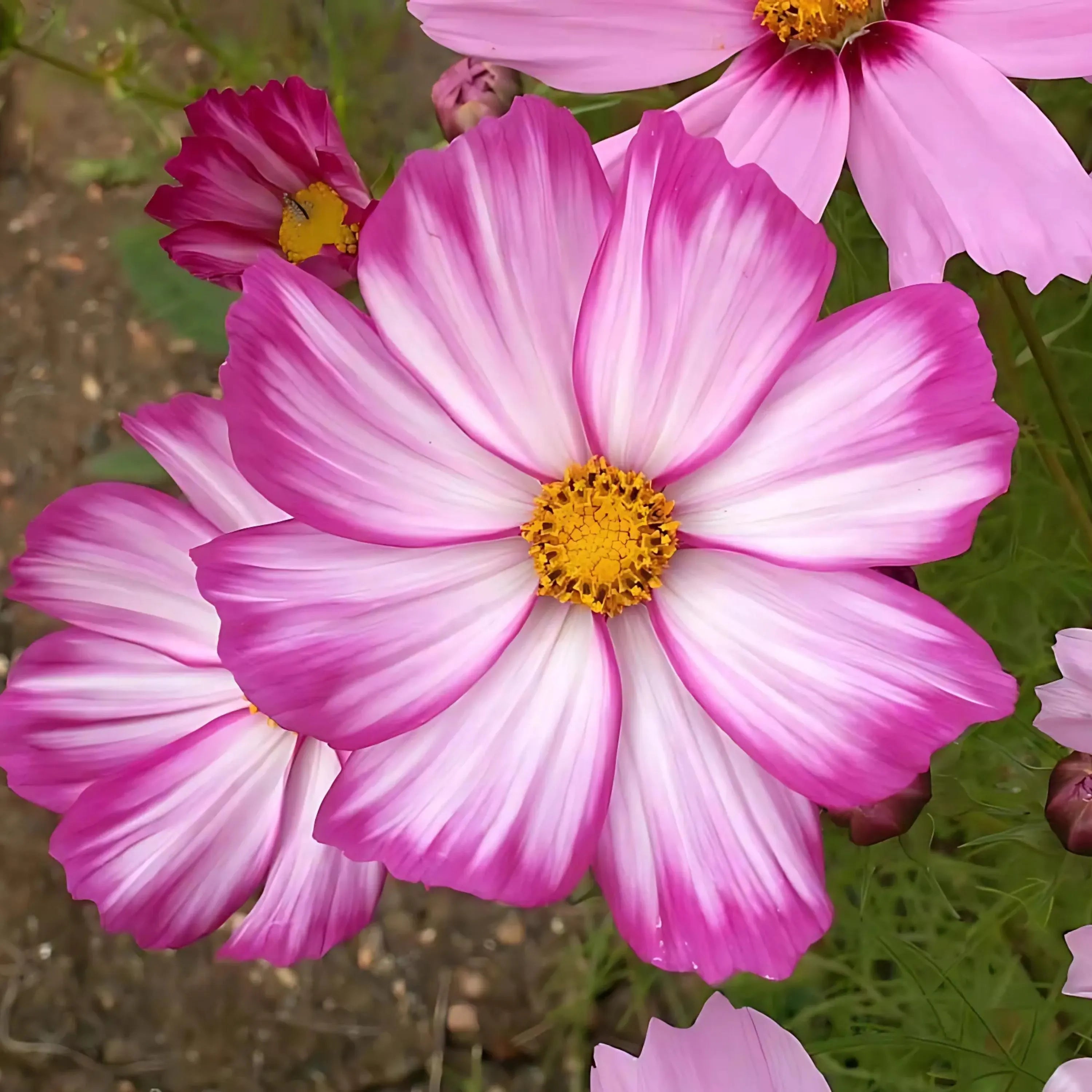 Candy Stripe Cosmos Seeds, Cosmos Bippinatus(10 Seeds)