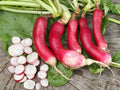 French Breakfast Radish Seeds - Heirloom Vegetable Seeds For Your Garden Or Greenstalk Garden(20 Seeds)