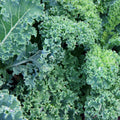 Kale Seeds - Organic, Heirloom, Open Pollinated, Non GMO - Grow Indoors, Outdoors, In Pots, Grow Beds, Soil, Hydroponics  Aquaponics(5 Seeds)