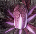 Cabbage Chinese merlot seeds 10/50/100(10 Seeds)