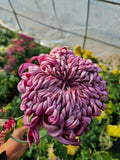 Rare Enchantment  for Endless Elegance  Luxury Cut Flowers, Pots ,Gardens, Chrysanthemum(20 Seeds)
