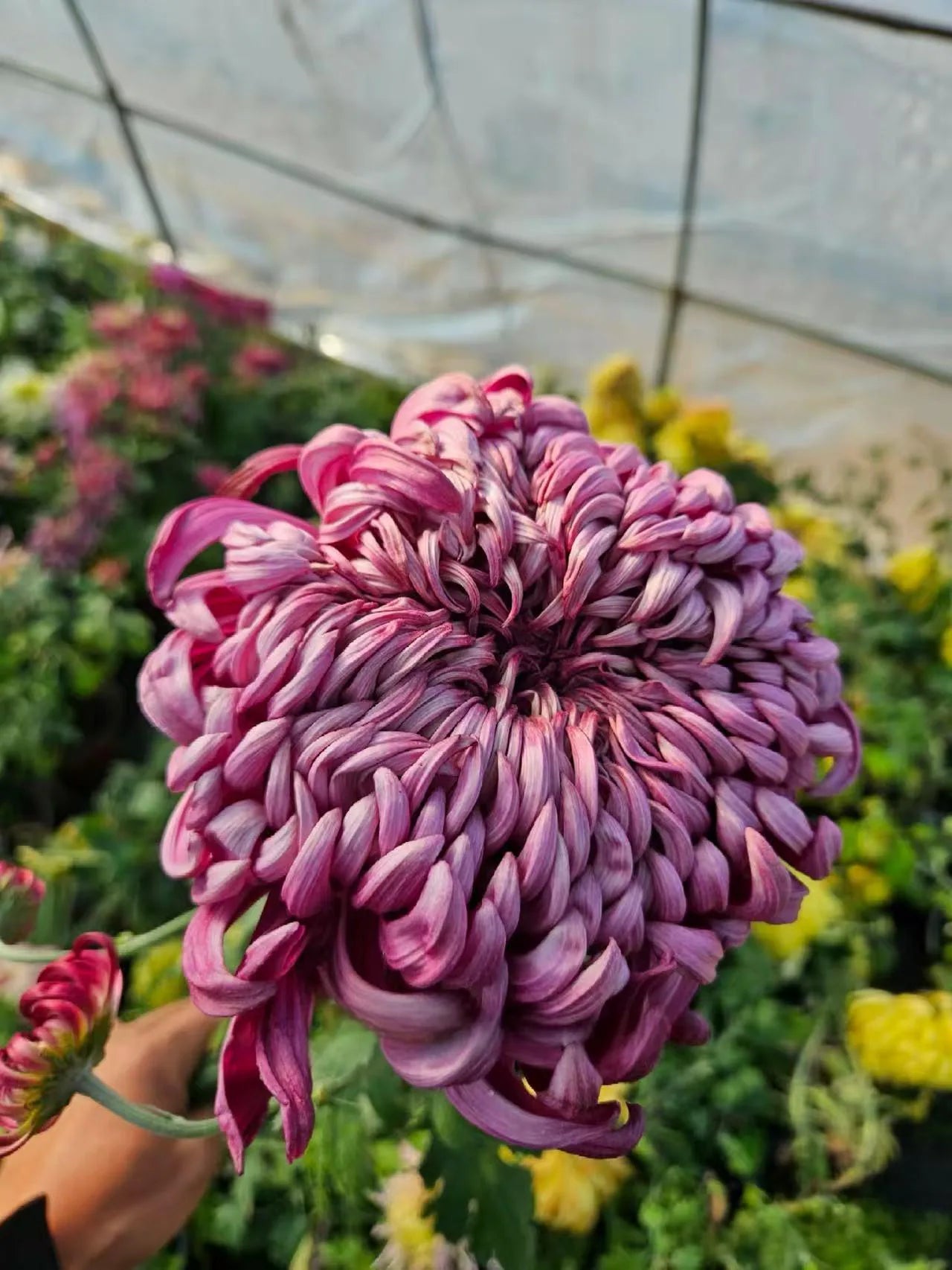Rare Enchantment  for Endless Elegance  Luxury Cut Flowers, Pots ,Gardens, Chrysanthemum(20 Seeds)