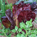 Red Romaine Lettuce Seeds - Organic, Heirloom, Open Pollinated, Non GMO - Grow Indoors, Outdoors, In Grow Beds, Hydroponics, Aquaponics(50 Seeds)