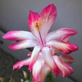 10/50/100 Pcs Christmas Cactus Seeds - Schlumbergera Truncata - Pink Gradient Blooms(10 Seeds)