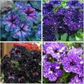 Dark purple, light purples Starry Night Petunia Seeds(20 Seeds)