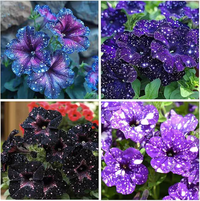 Dark purple, light purples Starry Night Petunia Seeds(20 Seeds)
