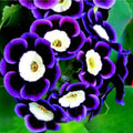 20/100/200 purple petunia bullseye flower seeds for spring summer Blue Yellow White colorful fast growing(20 Seeds)