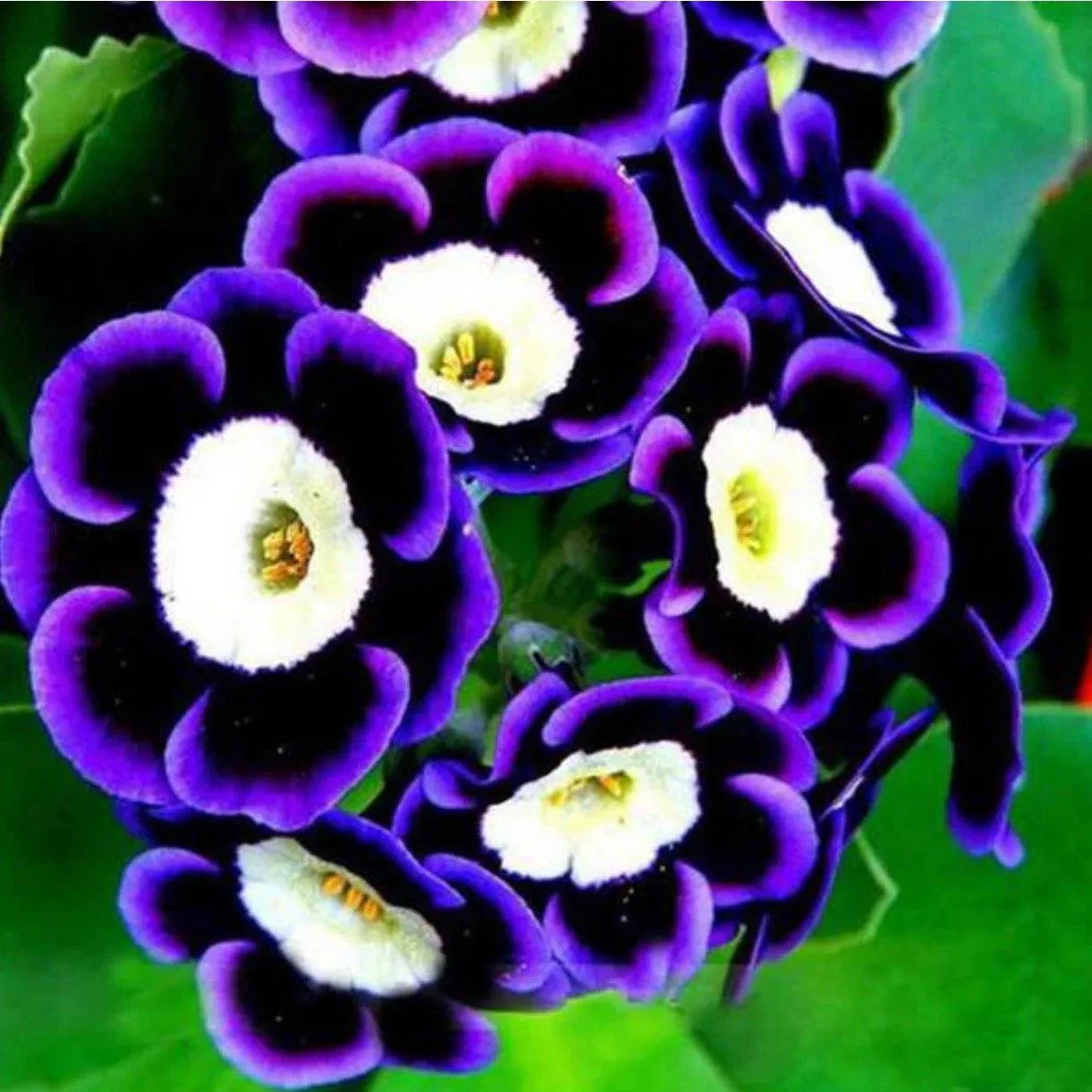 20/100/200 purple petunia bullseye flower seeds for spring summer Blue Yellow White colorful fast growing(20 Seeds)