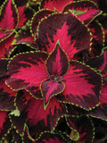 10/50/100Pcs Coleus seeds, Chocolate Covered Cherry Non-fading bold pattern for sun and shade(10 Seeds)