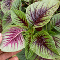1400/7000/14000+ Red Green Bicolor Edible AMARANTH Chinese Spinach Seeds- Vietnamese Rau(1400 Seeds)