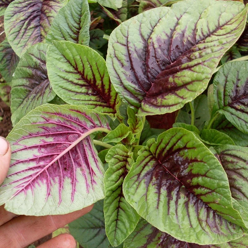 1400/7000/14000+ Red Green Bicolor Edible AMARANTH Chinese Spinach Seeds- Vietnamese Rau(1400 Seeds)