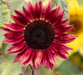 Rainbow Sunflower Seeds – Multi-Color Petal Variety – 6+ Seeds(6pcs)