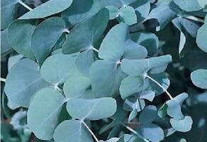 Eucalyptus Silver plate seed 5/25/50(5 Seeds)