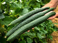 10/50/100 CHINA JADE Burpless Cucumber seeds; non-GMO Heirloom; great germination rate; March 2025 test date(10 Seeds)