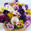 Mix Pansy Viola × wittrockiana Seeds - Open-Pollinating - Self-Pollinating - Plant in late Summer/Spring - 20+ Seeds(20 Seeds)