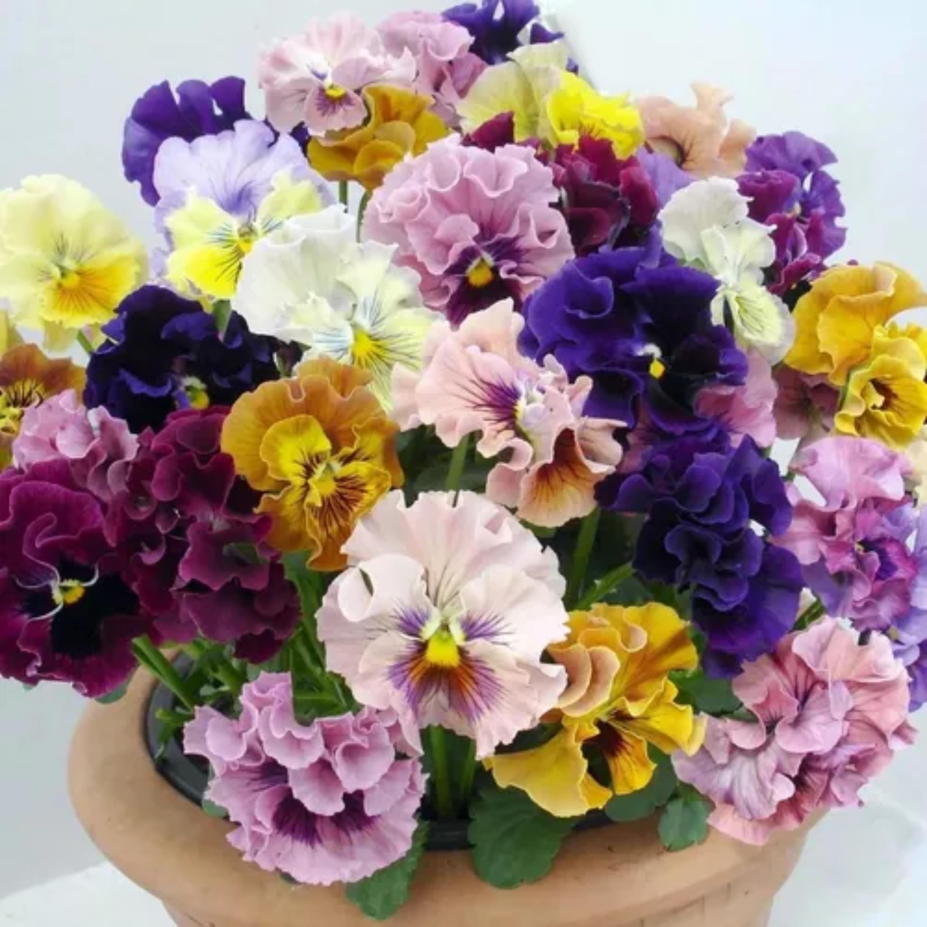 Mix Pansy Viola × wittrockiana Seeds - Open-Pollinating - Self-Pollinating - Plant in late Summer/Spring - 20+ Seeds(20 Seeds)